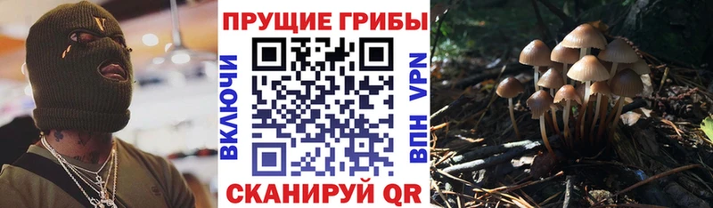 закладка Воткинск Галлюциногенные грибы Cubensis